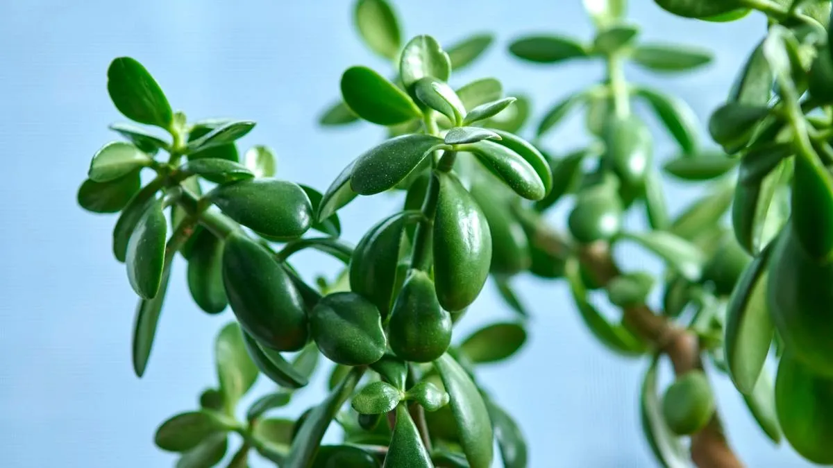 Peaceful jade plant symbolizing growth and healing - Marcus Berley Psychotherapy